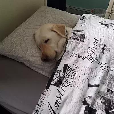 领养代替购买是“馅饼”还是“陷阱”？｜请辩