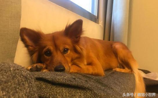 狗狗口吐白沫但是精神状态不错,狗狗一次次晕厥口吐白沫是为什么