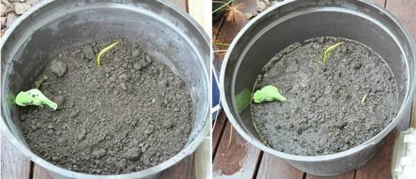 莲藕怎么能养成荷花,莲藕放水里可以长成荷花吗