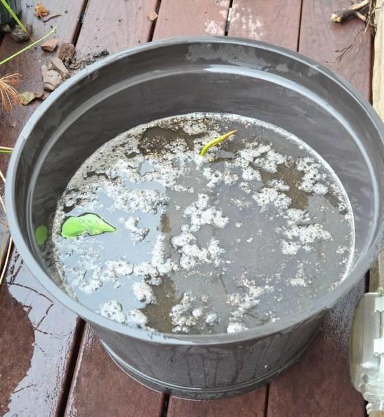 莲藕怎么能养成荷花,莲藕放水里可以长成荷花吗