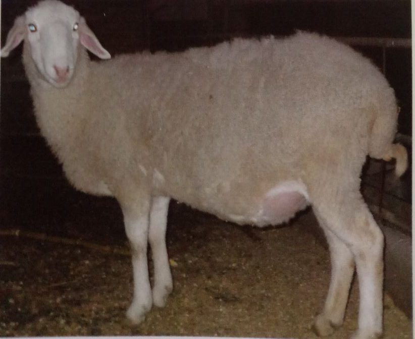 羊瘤胃积食导致瘫软,羊瘤胃积食的症状和治疗