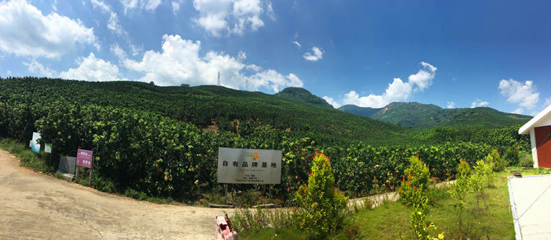 骞冲拰铚滄煔鑷姪閲囨憳,骞冲拰铚滄煔鑷敱閲囨憳