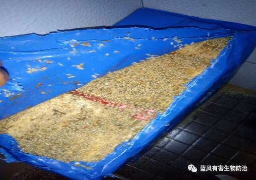 哪种白蚁药可以有效灭白蚁,消灭白蚁的土办法教你怎么灭白蚁