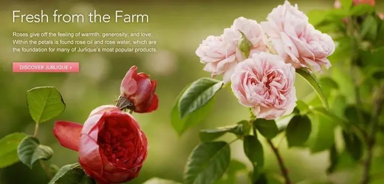 因为种玫瑰花，“她”从澳洲火到了全球！