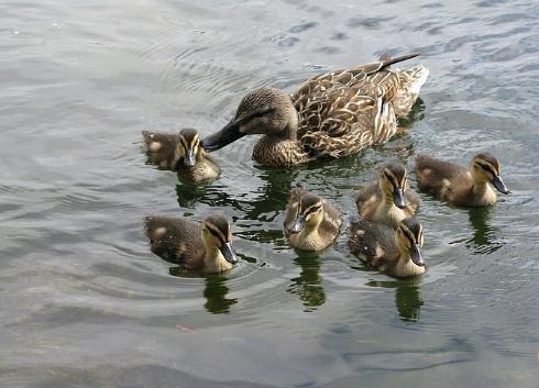 你还知道哪些鸟类的特殊本领呢,鸟类的味觉器官是哪