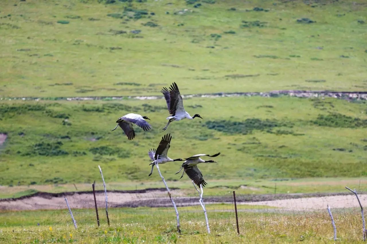 佳能6dmark2,佳能6dmarkii拍会议照片怎样对焦