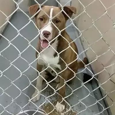 领养代替购买是“馅饼”还是“陷阱”？｜请辩