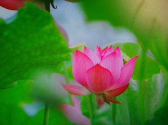 莲藕怎么能养成荷花,莲藕放水里可以长成荷花吗