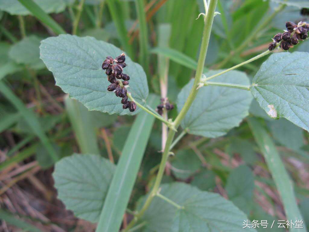 补骨脂的功效及用途禁忌,补骨脂的功效与作用剂量