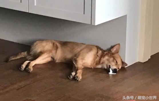 狗狗口吐白沫但是精神状态不错,狗狗一次次晕厥口吐白沫是为什么