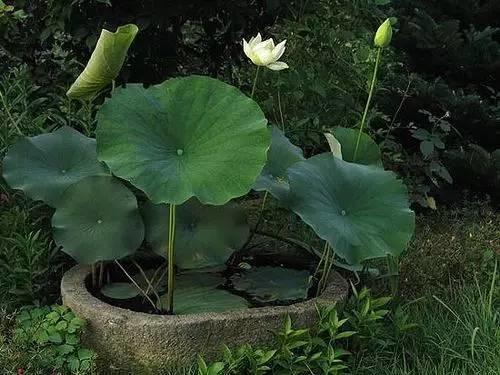 莲藕怎么能养成荷花,莲藕放水里可以长成荷花吗