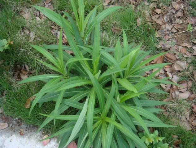 农村常见300种野草图片,农村常见100种野草图片及名称