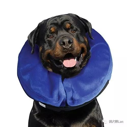 狗狗做绝育手术好还是不做绝育好,狗狗做了绝育手术还会来月经吗