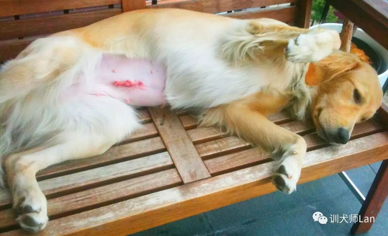 狗狗做绝育手术好还是不做绝育好,狗狗做了绝育手术还会来月经吗