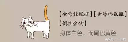 古人怎么给猫取名,猫的古代名字大全