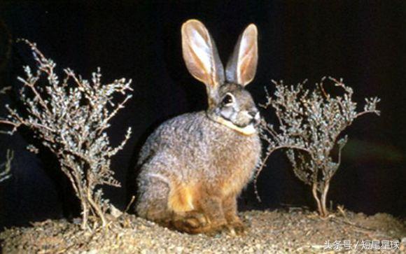 兔子的11个令人惊讶的事实,猜兔子的谜语有哪些