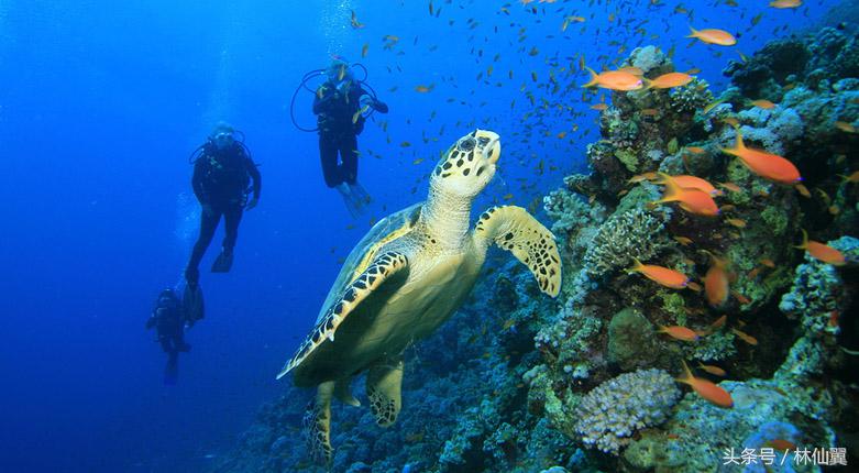 菲律宾爱妮岛浮潜的注意事项,海边浮潜注意事项