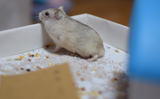 让仓鼠看书？喂食君表示惊呆了~知道后果后，想打给仓鼠书的人