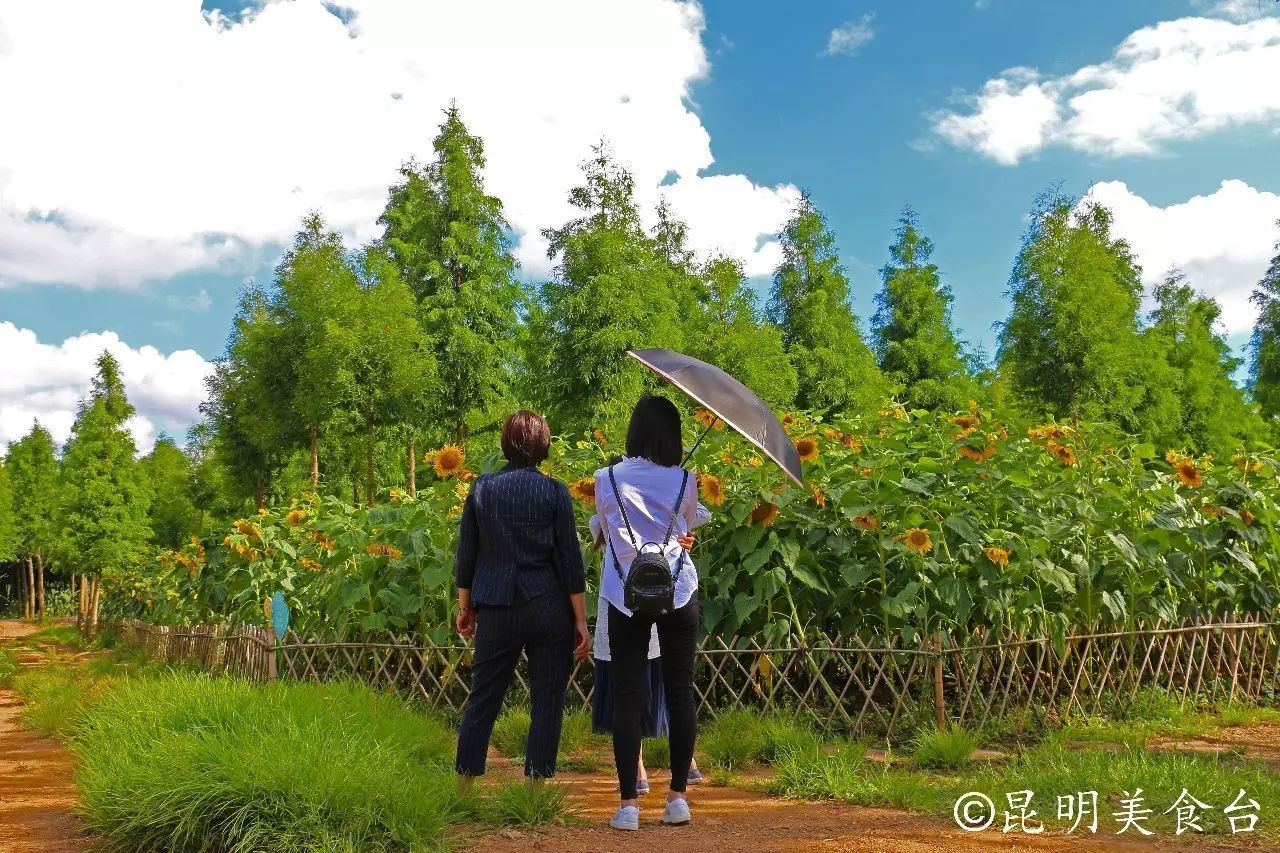 昆明捞鱼河公园万株野花如期绽放，国庆节踩烂2张共享单车也得去