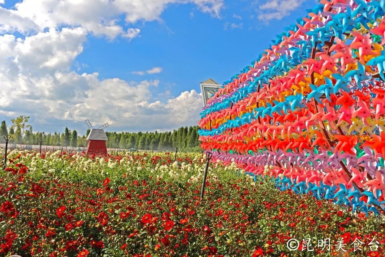 昆明捞鱼河公园万株野花如期绽放，国庆节踩烂2张共享单车也得去