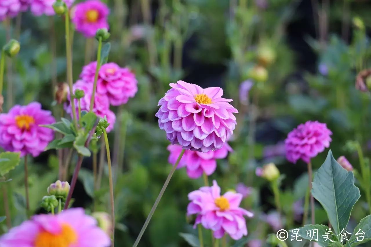 昆明捞鱼河公园万株野花如期绽放，国庆节踩烂2张共享单车也得去