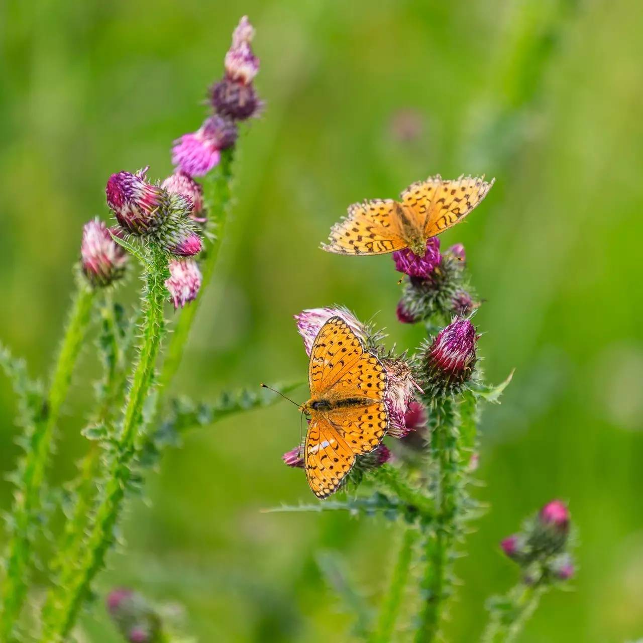 佳能6dmark2,佳能6dmarkii拍会议照片怎样对焦