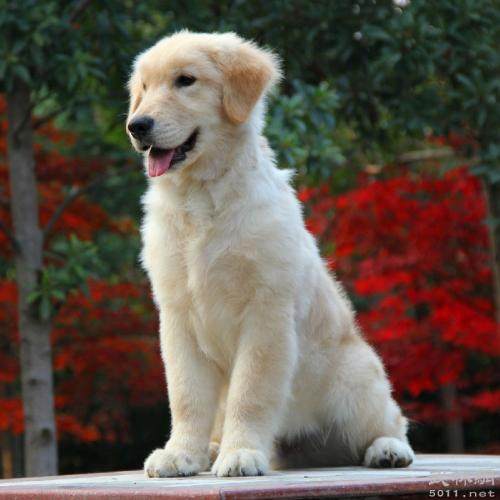 世界名犬金毛犬饲养禁忌,世界名犬大全