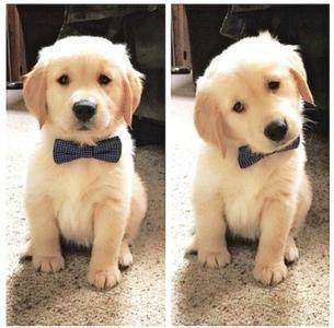 世界名犬金毛犬饲养禁忌,世界名犬大全