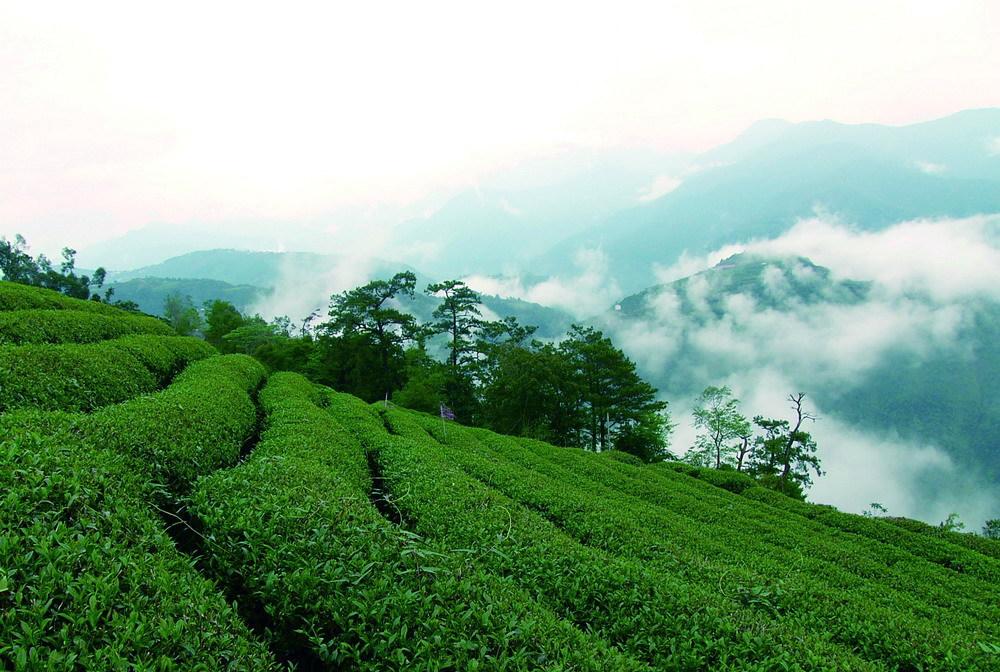 中国十大名茶图文来了,中国的10大名茶简介