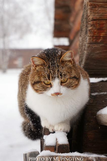 俄罗斯人的彪悍行为,俄罗斯人的性格有多彪悍