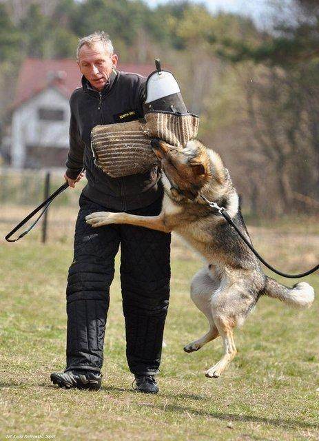 捷克狼犬和哈士奇,世界名犬捷克狼
