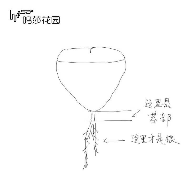 四川能养好生石花吗,怎么样养好生石花