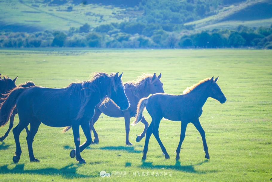 三河马的血统有哪些,三河马是怎么诞生的