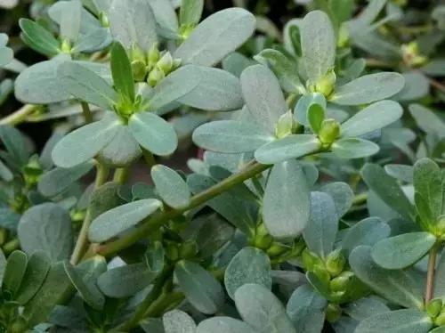 凯里人吃菜,凯里的野菜大全