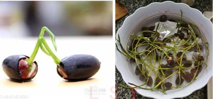 碗莲的种植方法盆栽,碗莲盆栽种植方法和注意事项