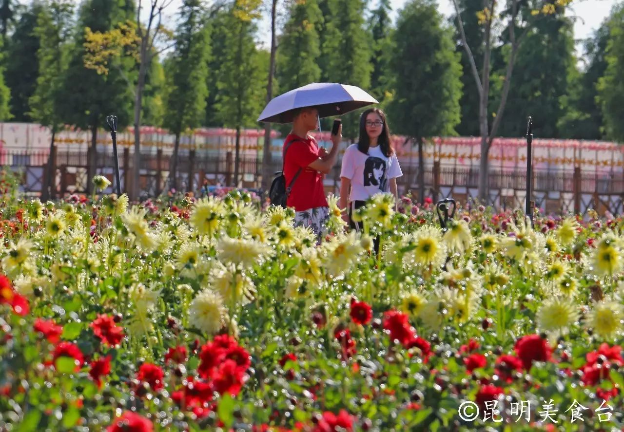 昆明捞鱼河公园万株野花如期绽放，国庆节踩烂2张共享单车也得去