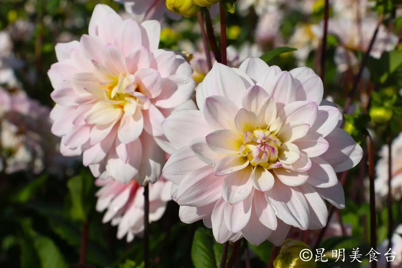 昆明捞鱼河公园万株野花如期绽放，国庆节踩烂2张共享单车也得去