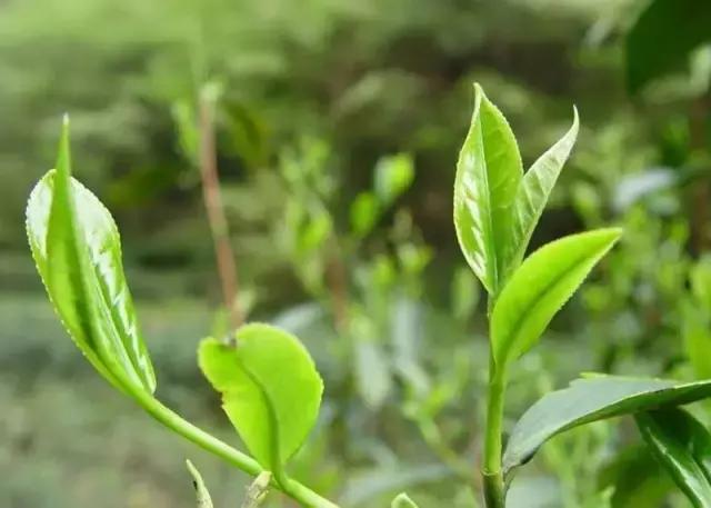 四川广元哪里最美,广元最惊艳的地方