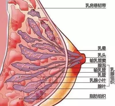 断奶三个月才能排残乳吗,断奶不排残奶会乳腺增生吧