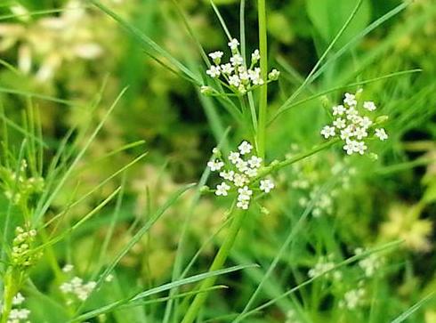 农村常见300种野草图片,农村常见100种野草图片及名称