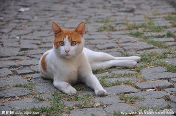 古人怎么给猫取名,猫的古代名字大全