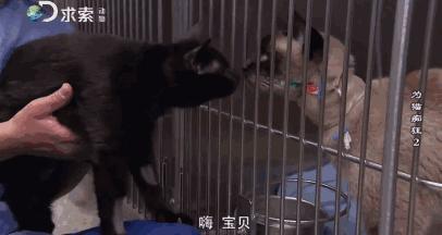 吸猫电影完整版免费,吸猫满足哪些需要