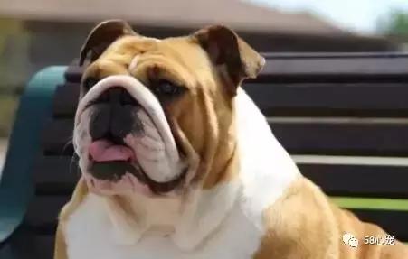 一梦谈狗：英牛那么丑，价格又贵，为什么还有那么多人养？