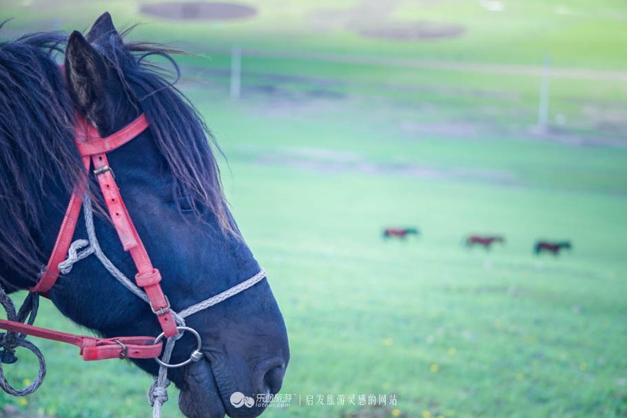 三河马的血统有哪些,三河马是怎么诞生的