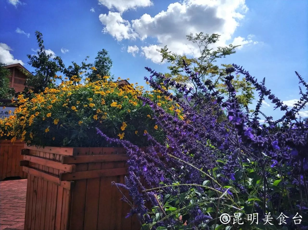 昆明捞鱼河公园万株野花如期绽放，国庆节踩烂2张共享单车也得去