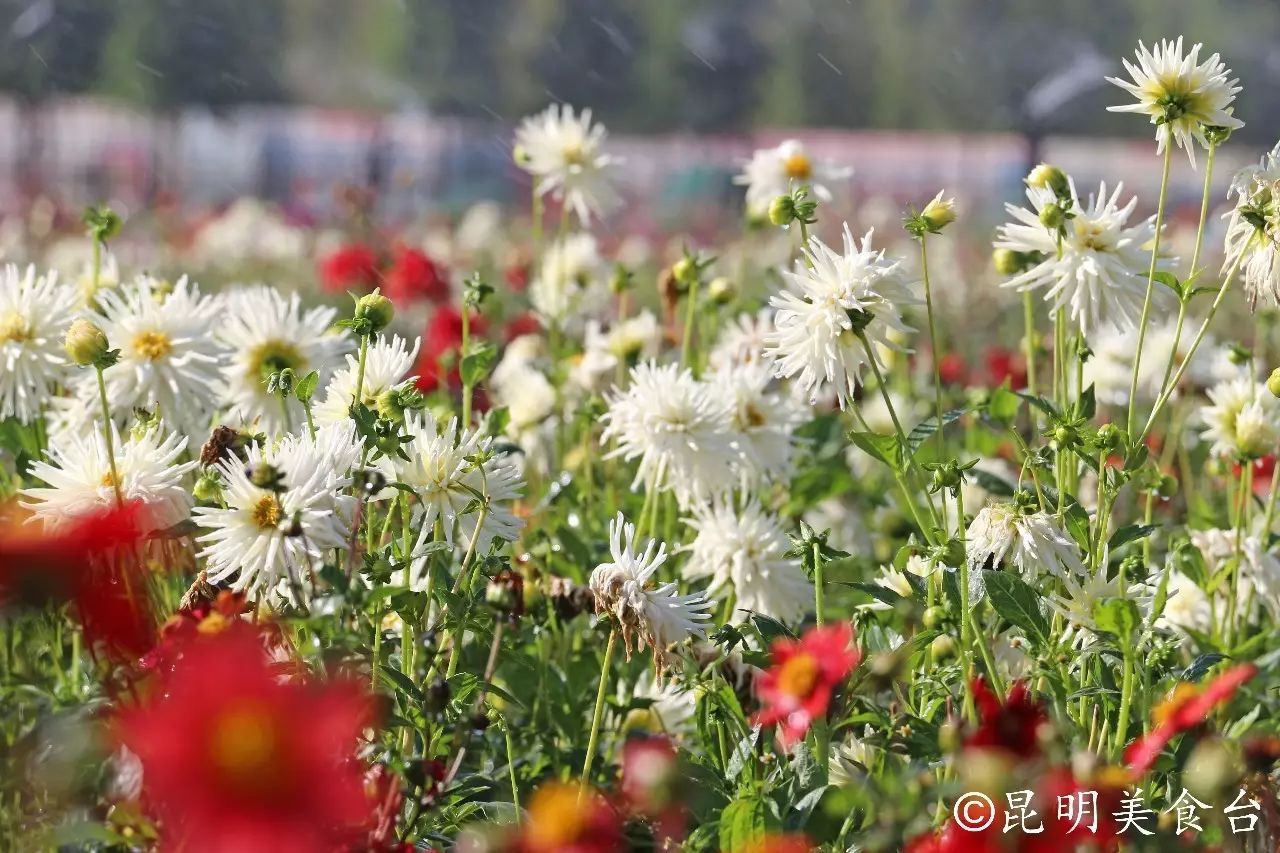 昆明捞鱼河公园万株野花如期绽放，国庆节踩烂2张共享单车也得去