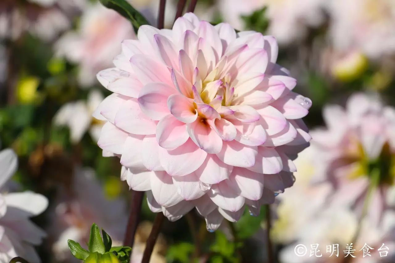 昆明捞鱼河公园万株野花如期绽放，国庆节踩烂2张共享单车也得去