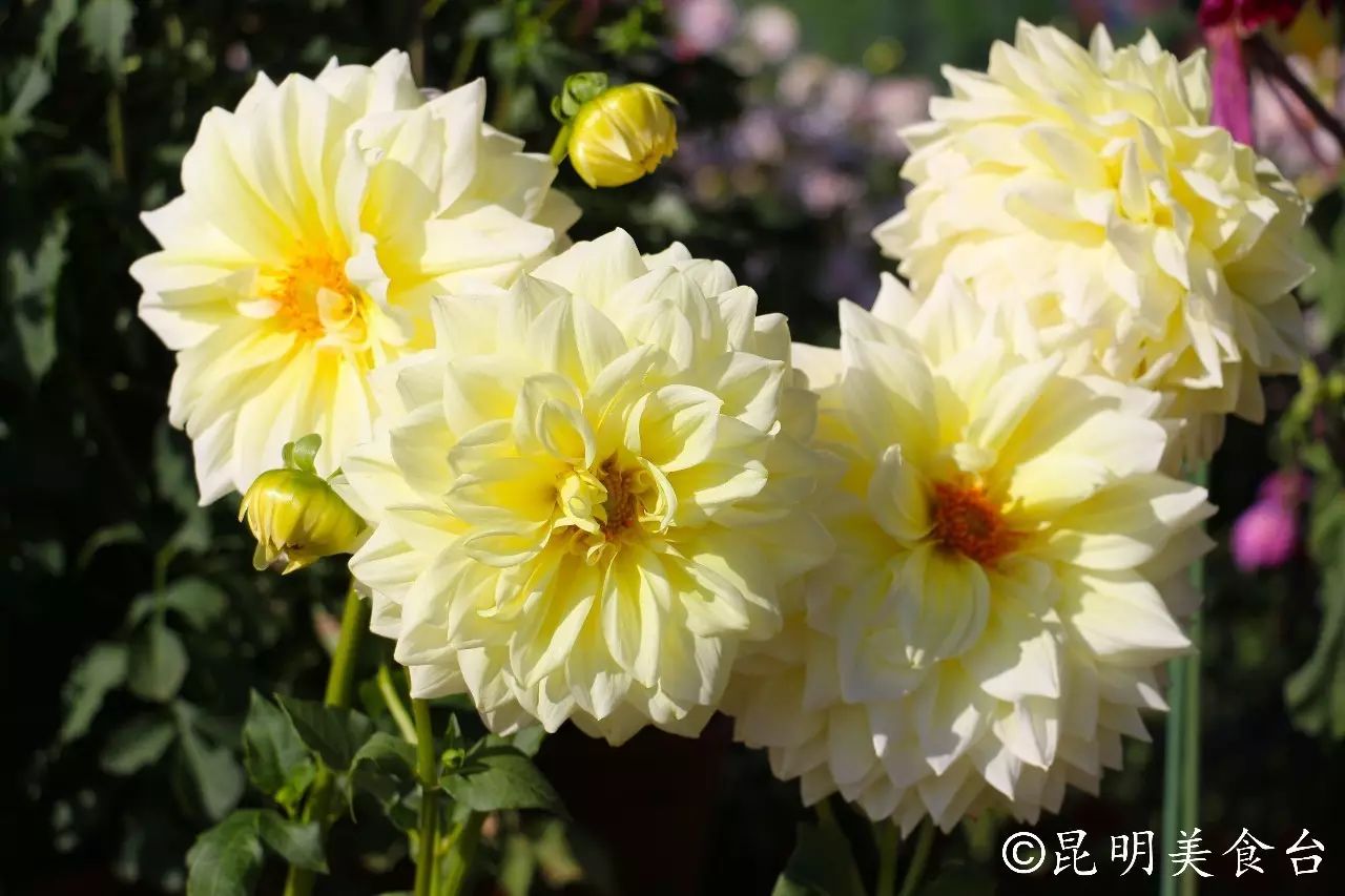 昆明捞鱼河公园万株野花如期绽放，国庆节踩烂2张共享单车也得去