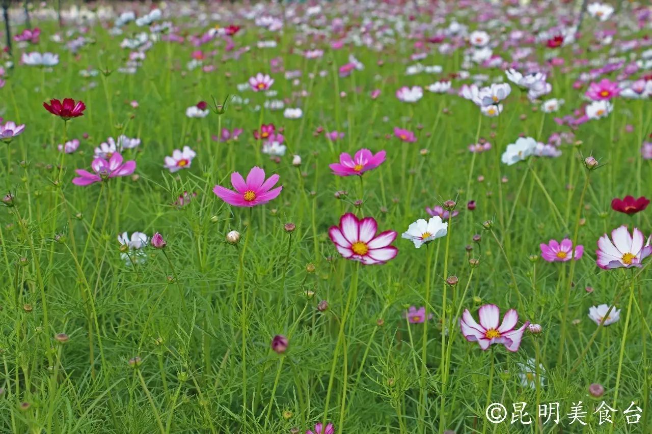 昆明捞鱼河公园万株野花如期绽放，国庆节踩烂2张共享单车也得去