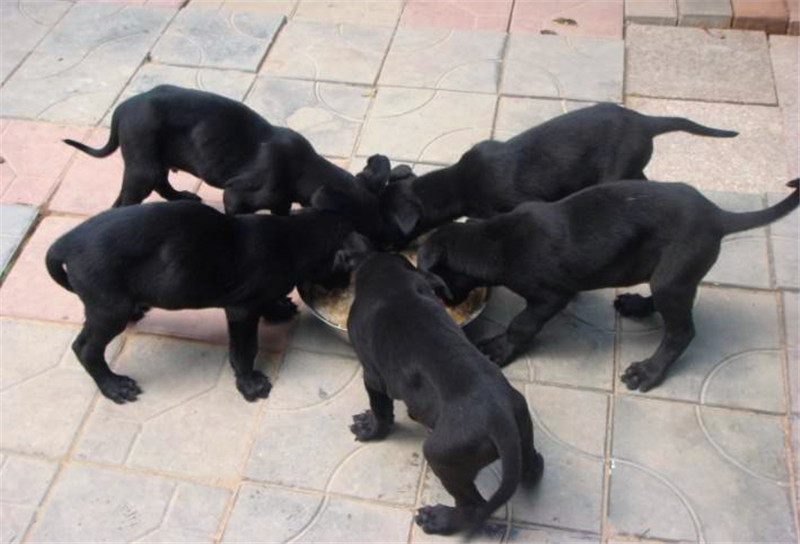 黑狼犬霸气照片,纯血统的中华田园犬长相